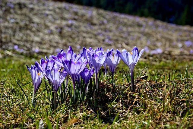 Zapadne tatry